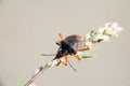 Red-legged shieldbug Royalty Free Stock Photo