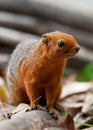 Red-legged Squirrel Royalty Free Stock Photo