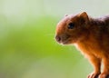 Red-legged Squirrel at close range Royalty Free Stock Photo