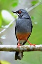 Red legged Thrush