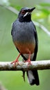 Red legged Thrush