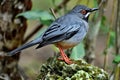 Red legged Thrush