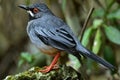 Red legged Thrush