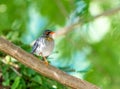 Red Legged Thrush perched on a branch