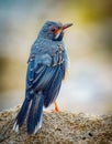 Red-legged thrush posing on a rock. Royalty Free Stock Photo