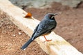 Red-legged thrush with red eye standing on a ground