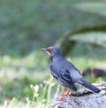 Red Legged Thrush