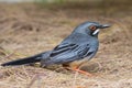 Red-legged thrush, Turdus plumbeus, Zorzal