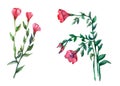 Red Lein, flowering flax Watercolor illustration on white background.