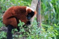 Red lemur eating Royalty Free Stock Photo