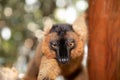 Red lemur (Eulemur Coronatus), endemic animal Royalty Free Stock Photo