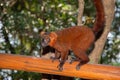 Red lemur (Eulemur Coronatus), endemic animal Royalty Free Stock Photo