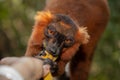 Red lemur (Eulemur Coronatus), endemic animal Royalty Free Stock Photo