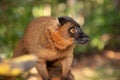 Red lemur (Eulemur Coronatus), endemic animal Royalty Free Stock Photo