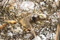 Red lemur, eulemur rufus, rufous brown lemur, northern red fronted lemur