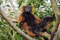 Red lemur Eulemur rufus Royalty Free Stock Photo