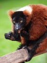 Red Lemur Royalty Free Stock Photo