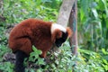 Red lemur Royalty Free Stock Photo