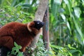 Red lemur Royalty Free Stock Photo