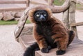 Red Lemur on seat Royalty Free Stock Photo