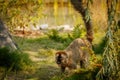 Red lemur slowly walking in zoo Royalty Free Stock Photo