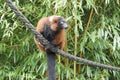 Red Lemur, Varis, Varecia rubra sits on a rope in the bamboo shrubbery Royalty Free Stock Photo