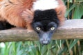 Hanging Lemur. Zoo Artis in Amsterdam. Animals Knowledge of nature. Through the eyes of nature