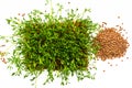 Red lentils microgreen growing from the soil top view. Homegrown lentil sprouts on white background Royalty Free Stock Photo