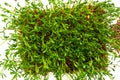 Red lentils microgreen growing from the soil top view. Homegrown lentil sprouts on white background Royalty Free Stock Photo