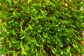 Red lentils microgreen growing from the soil top view. Homegrown lentil sprouts on white background Royalty Free Stock Photo