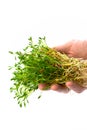 Red lentils microgreen in male`s hand. Hands holding harvest of homegrown lentil sprouts.