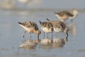 Red or Lesser Knot in Australasia Royalty Free Stock Photo