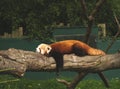 Red or lesser panda Ailurus fulgens is resting on a tree Royalty Free Stock Photo