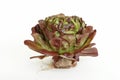 Red lettuce Royalty Free Stock Photo