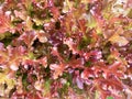 Red lettuce Butterhead background. Fresh salad leaves at organic vegetable market.