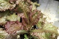 Red lettuce in the garden Royalty Free Stock Photo