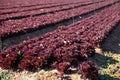 Red lettuce growing on the field Royalty Free Stock Photo