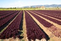 Red lettuce growing on the field Royalty Free Stock Photo