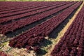 Red lettuce growing on the field Royalty Free Stock Photo