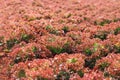 Red lettuce leaf texture background Royalty Free Stock Photo