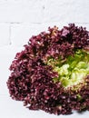 Red lettuce leaves on a background of white brick wall, fresh healthy salad food on kitchen table, space mock up, dieting leaf Royalty Free Stock Photo