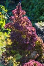 Red lettuce leaves under spring sun. Growing salad greens in garden Royalty Free Stock Photo