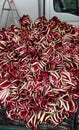 red lettuce pile called RADICCHIO TARDIVO in Italian Language in Royalty Free Stock Photo