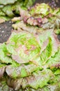 Red lettuce plants