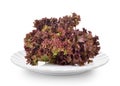 Red lettuce in plate on white background Royalty Free Stock Photo