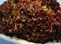 Red lettuce salad Lollo Rosso