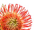 Red Leucospermum, AKA pincushion protea isolated on white