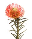 Red Leucospermum, common name pincushion protea isolated