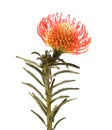 Red Leucospermum, common name pincushion protea isolated