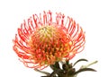 Red Leucospermum, common name pincushion protea isolated